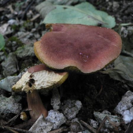 Boletus chrysenteron